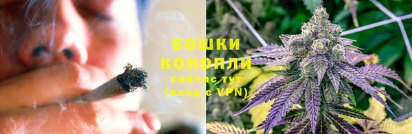 прущие грибы Михайловск